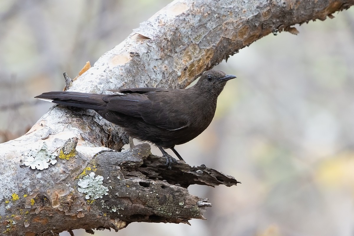 Boulder Chat - ML499903901