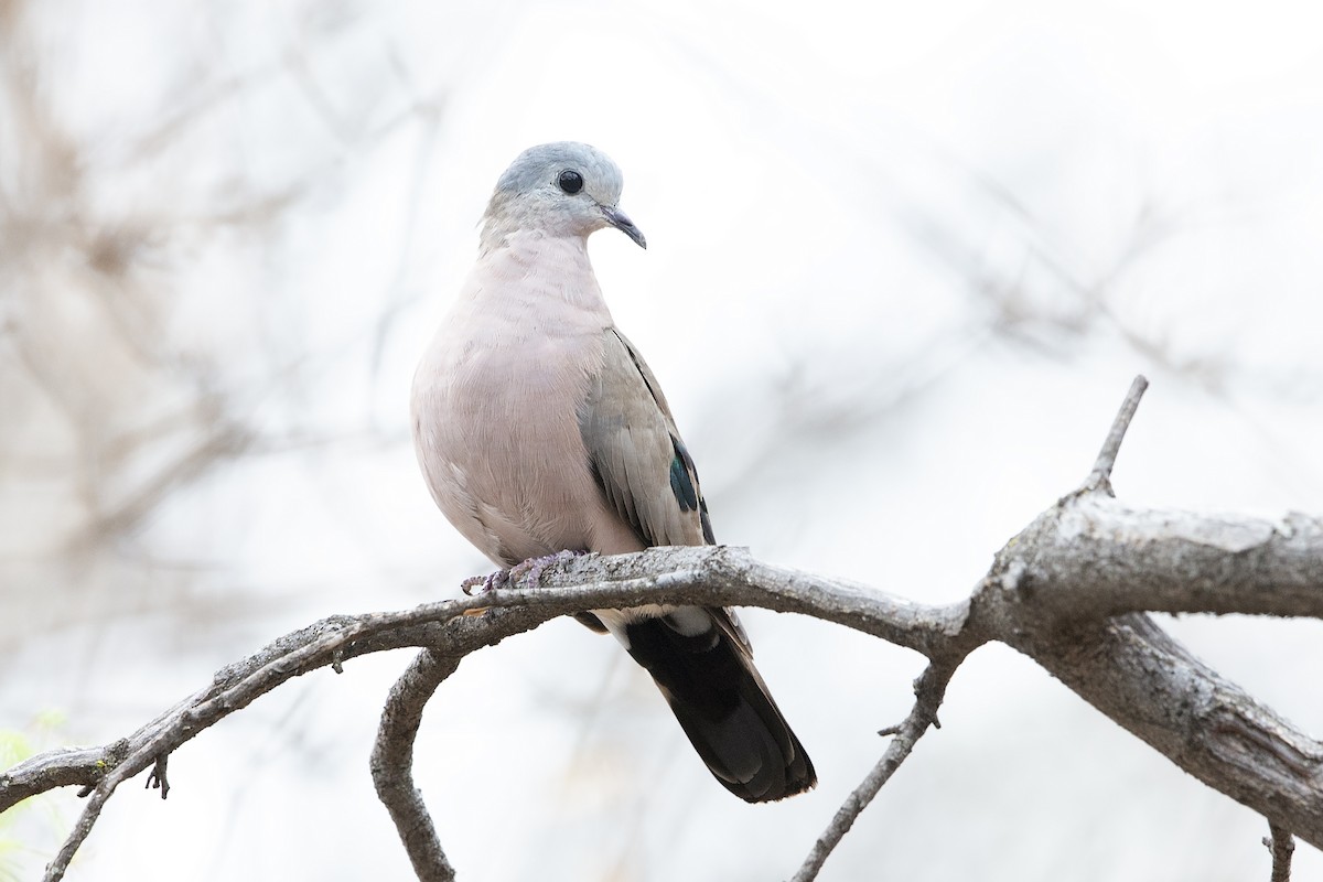Emerald-spotted Wood-Dove - ML499907021