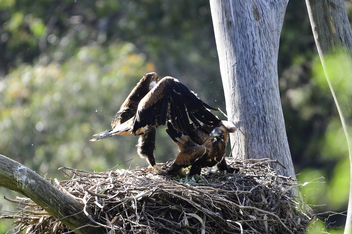 Wedge-tailed Eagle - ML499907301