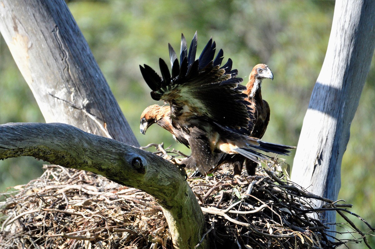 Wedge-tailed Eagle - ML499907311