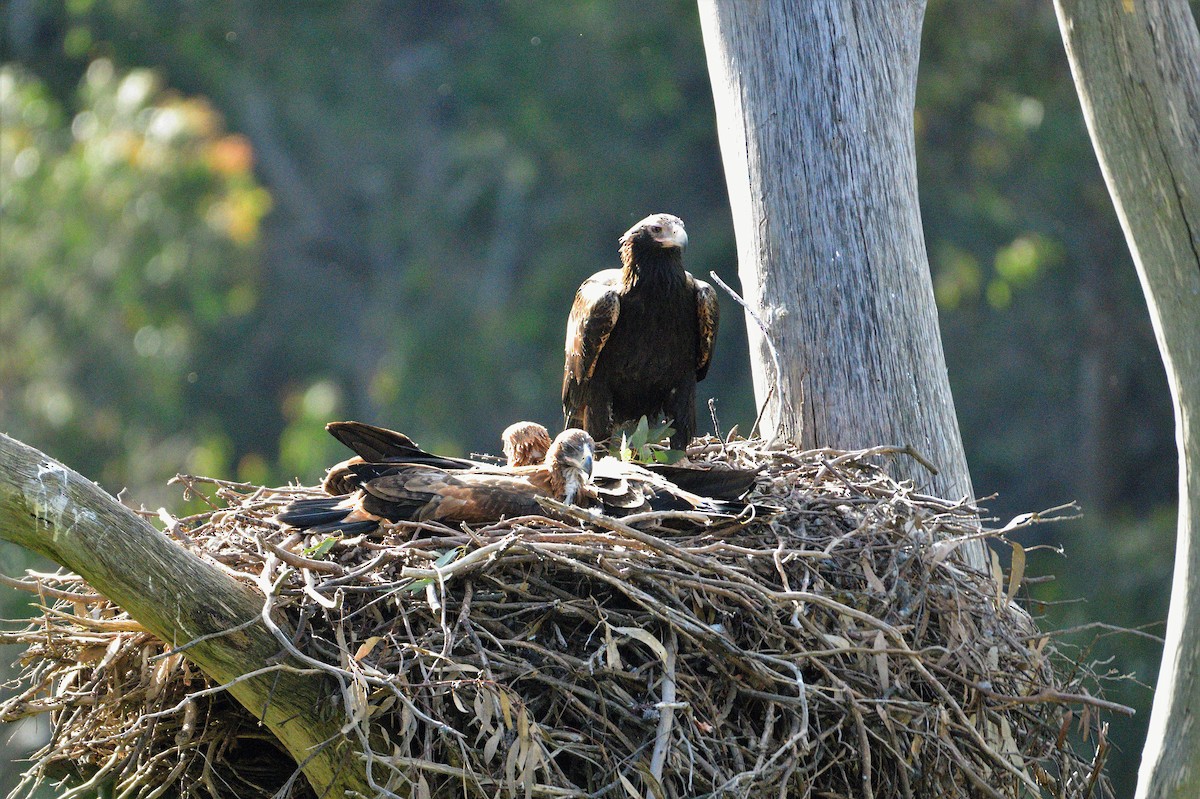 Wedge-tailed Eagle - ML499907581