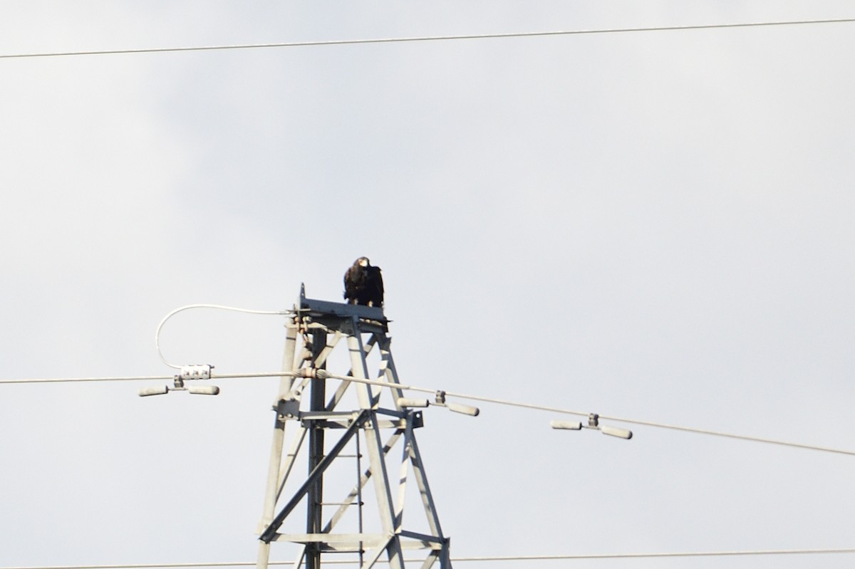 Wedge-tailed Eagle - ML499907601