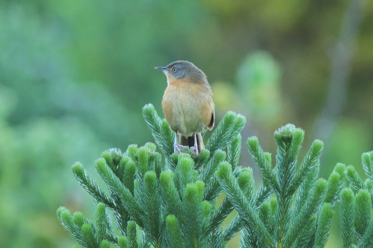 Victorin's Warbler - ML499908611