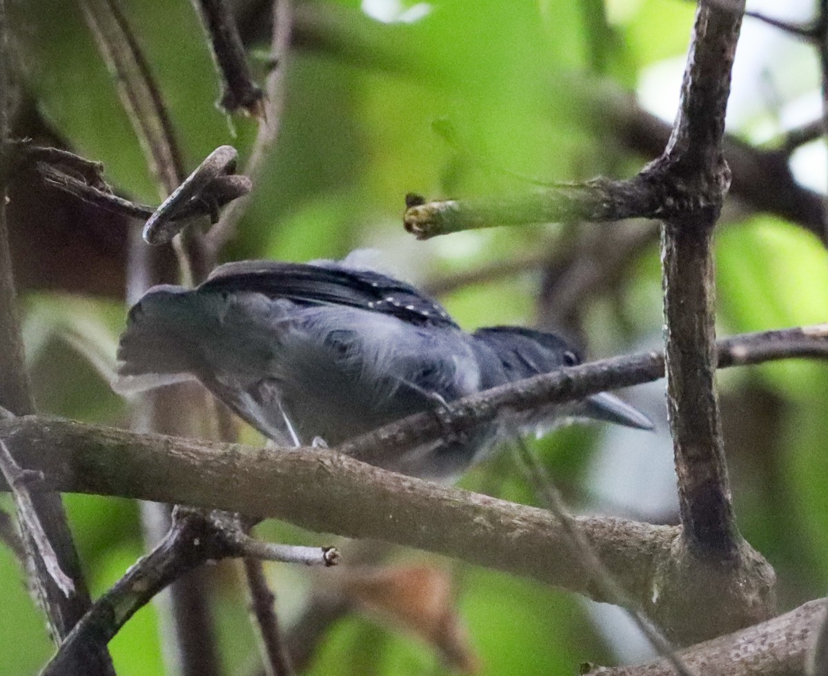 Spot-winged Antshrike - ML499909521