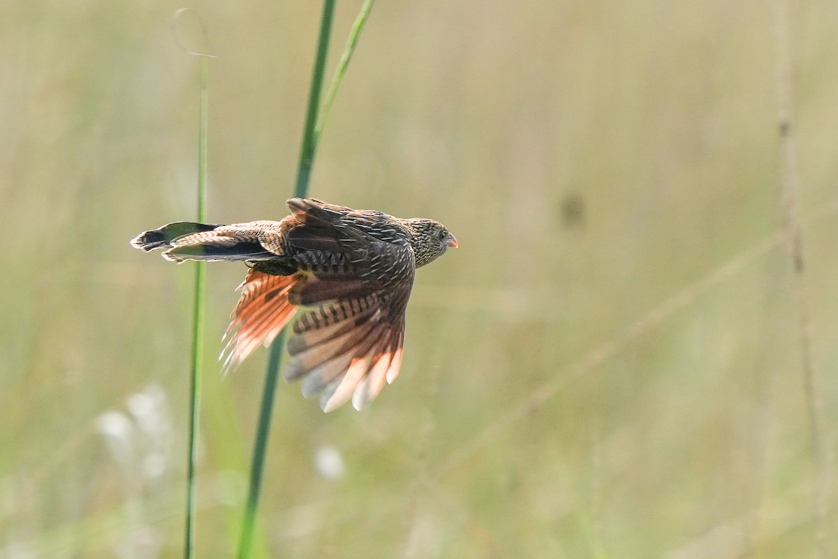 Lesser Coucal - ML499911361