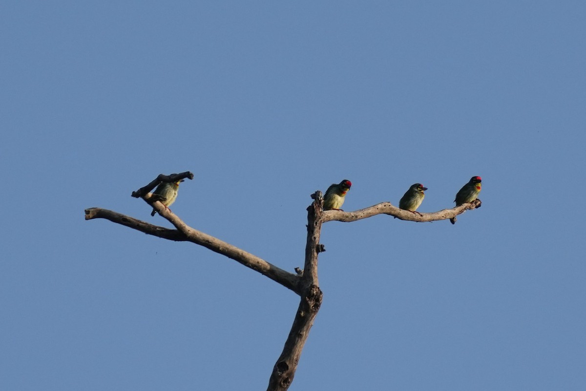 Coppersmith Barbet - ML499911431