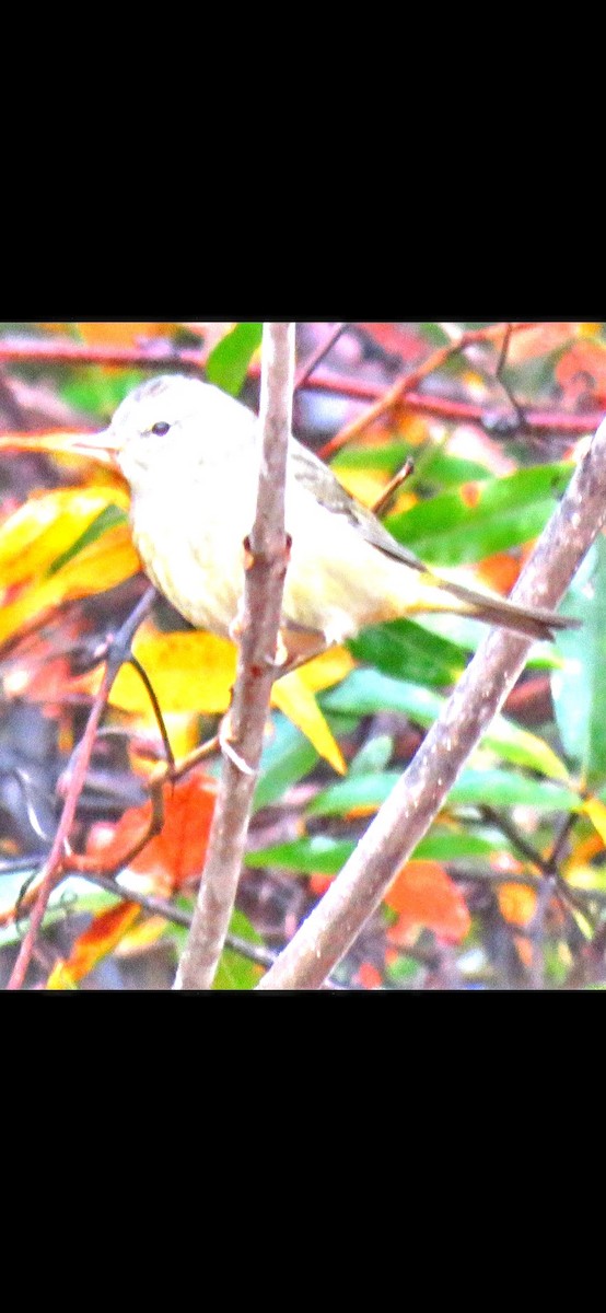 Orange-crowned Warbler - ML499912601