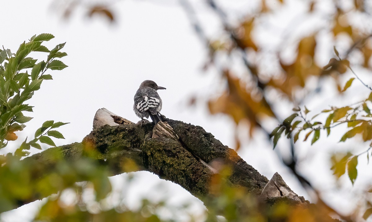 Red-headed Woodpecker - ML499912731