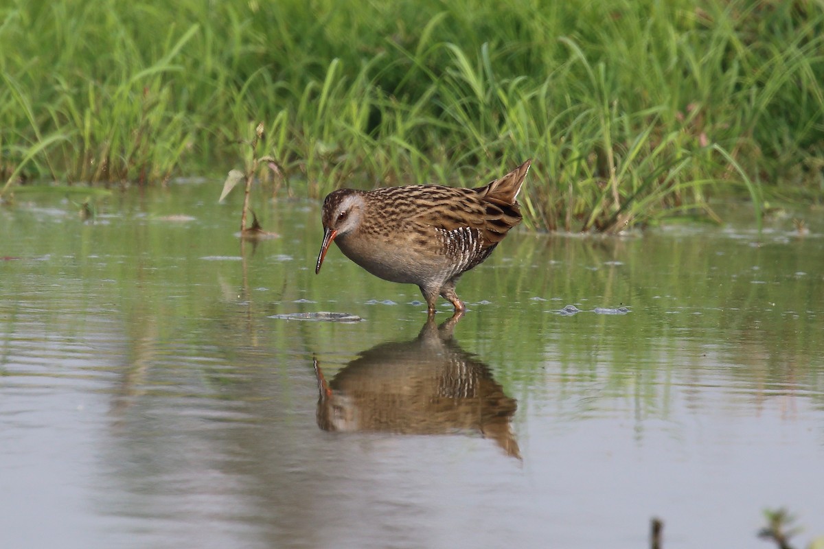 Brown-cheeked Rail - ML49991421