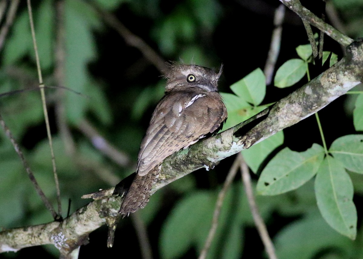 Sunda Frogmouth - ML499914721