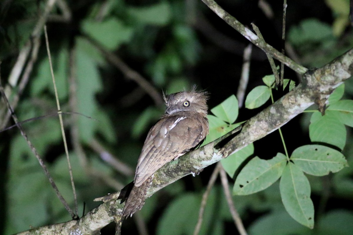 Sunda Frogmouth - ML499914731