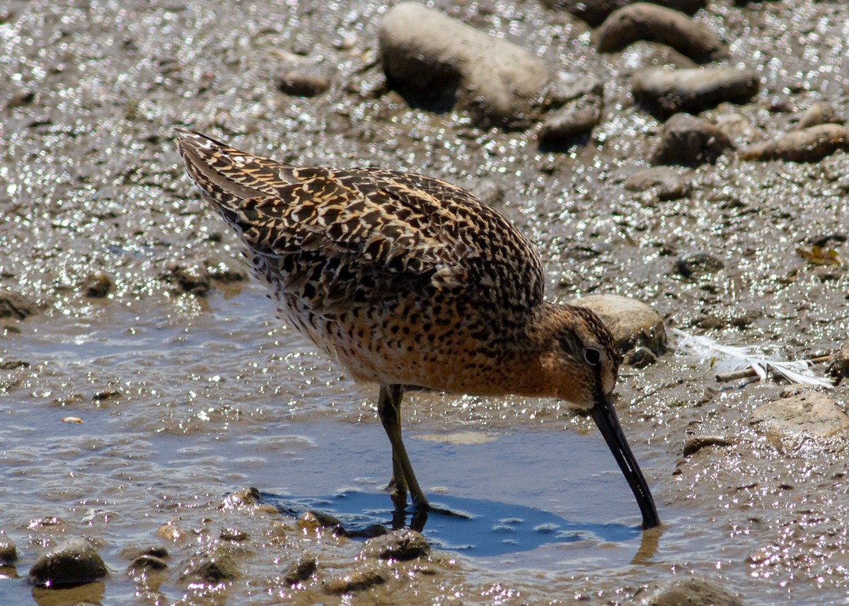 Short-billed Dowitcher - ML499915541