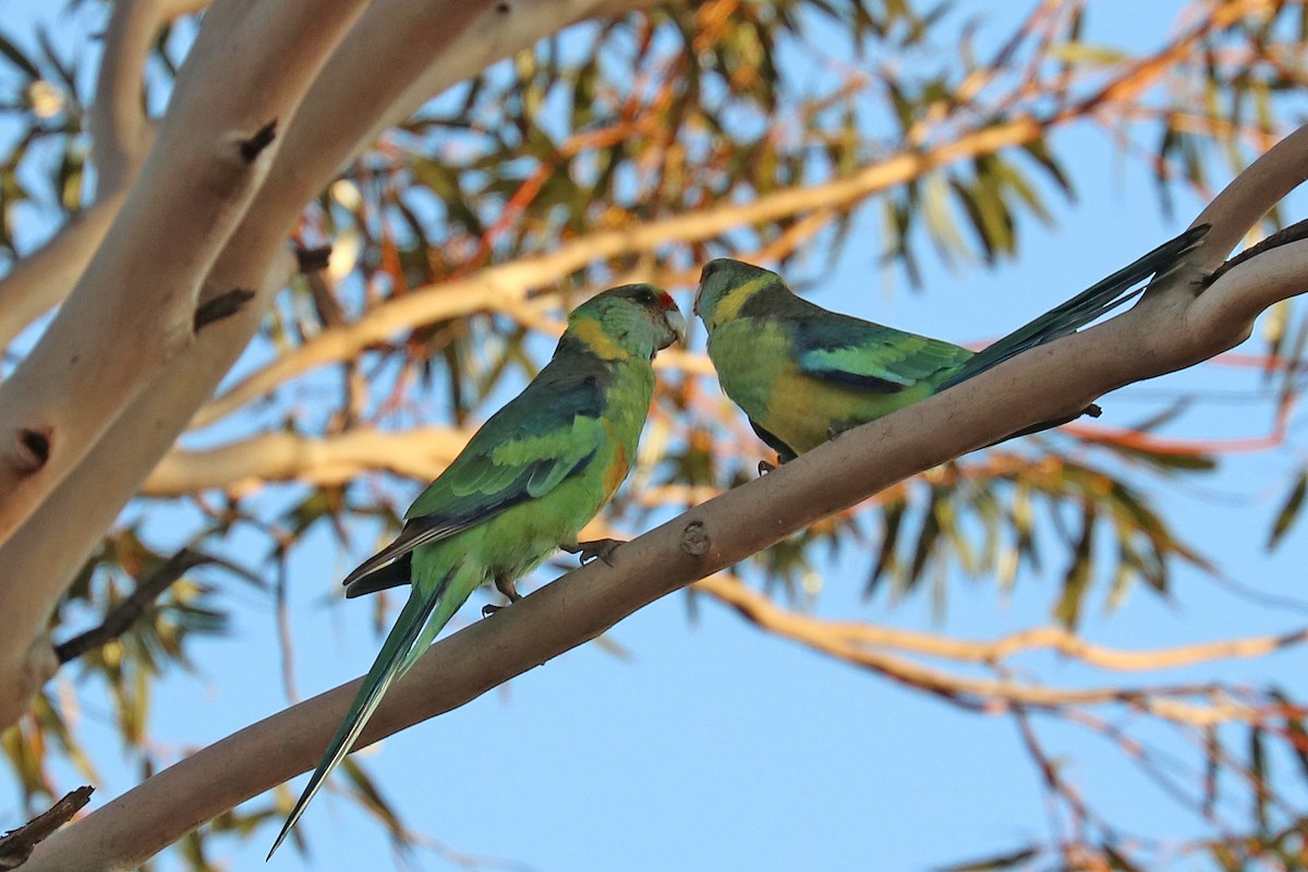 Australian Ringneck (Mallee) - ML499917021