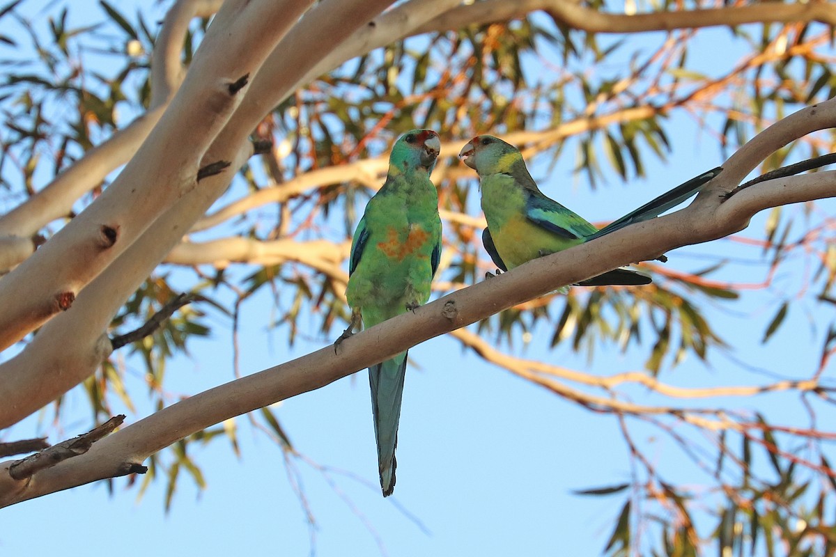 Australian Ringneck (Mallee) - ML499917031