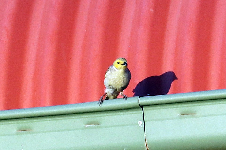White-plumed Honeyeater - ML499917451