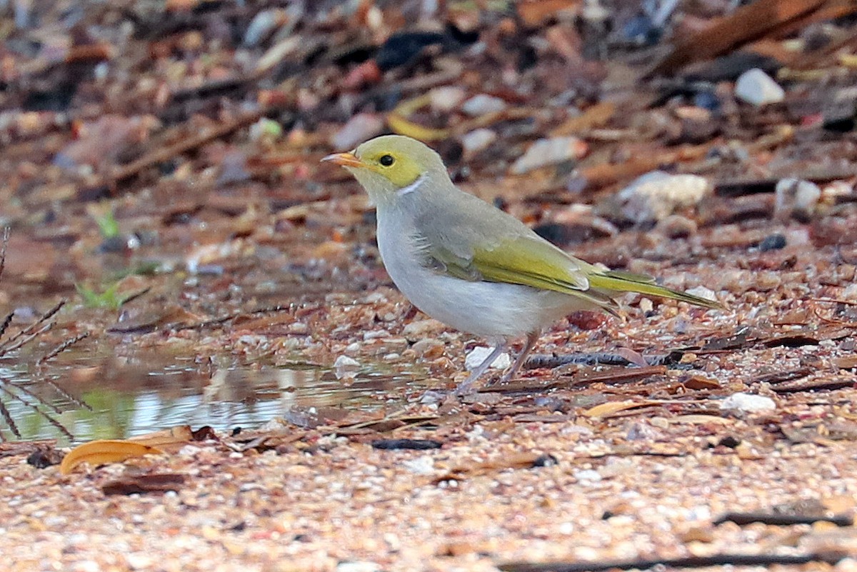 White-plumed Honeyeater - ML499919991