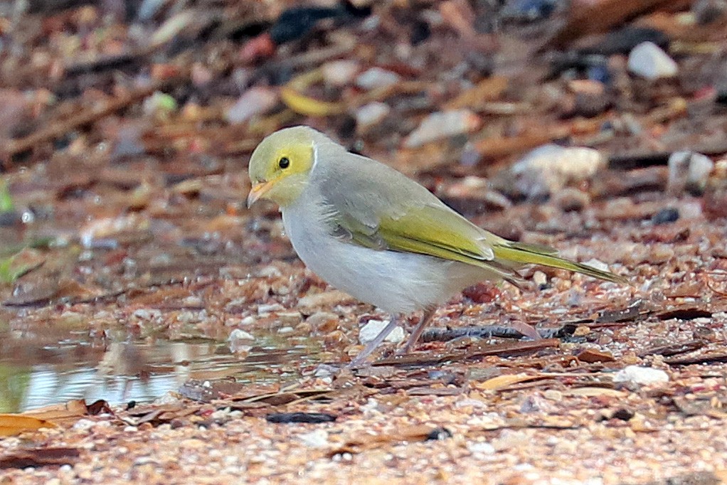 White-plumed Honeyeater - ML499920001