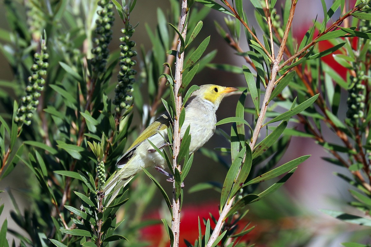 White-plumed Honeyeater - ML499920011
