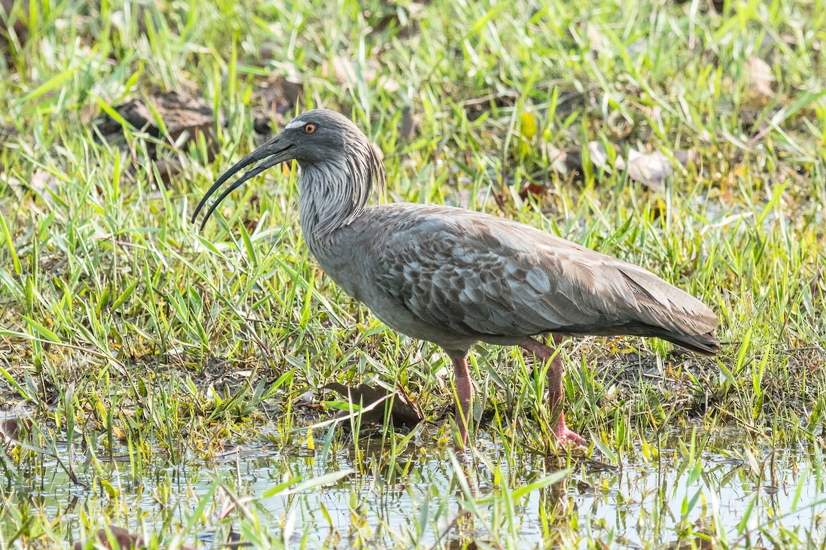 ibis běločelý - ML499920681