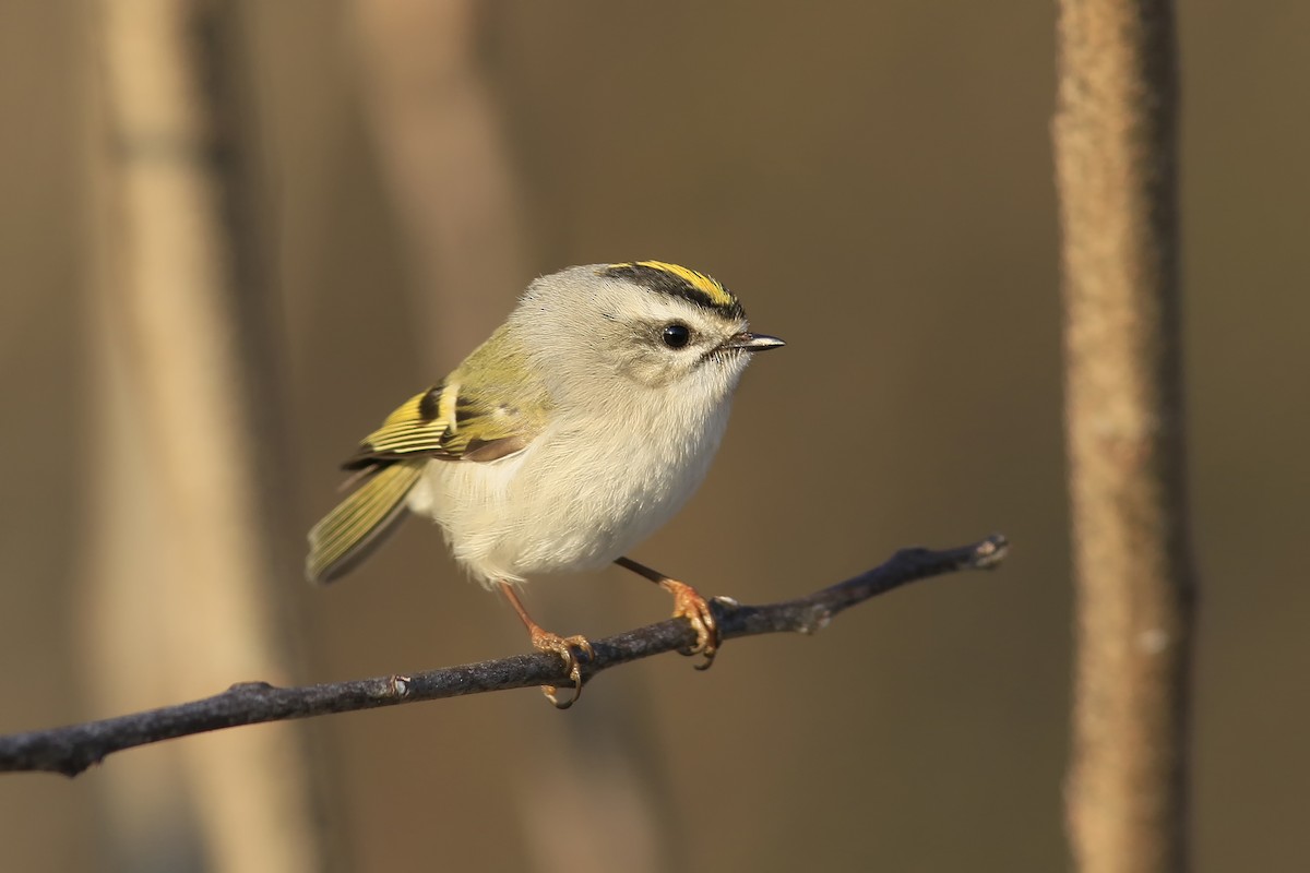 Golden-crowned Kinglet - ML49992131