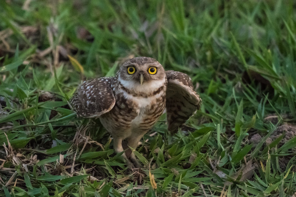 Burrowing Owl - ML499921461