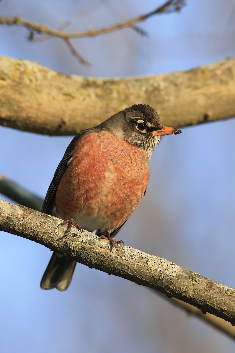 American Robin - ML49992171