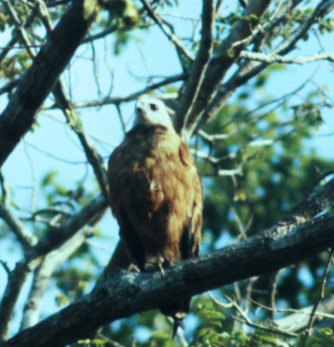 Black-collared Hawk - ML49992331