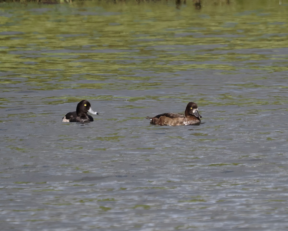 Tufted Duck - ML499923451
