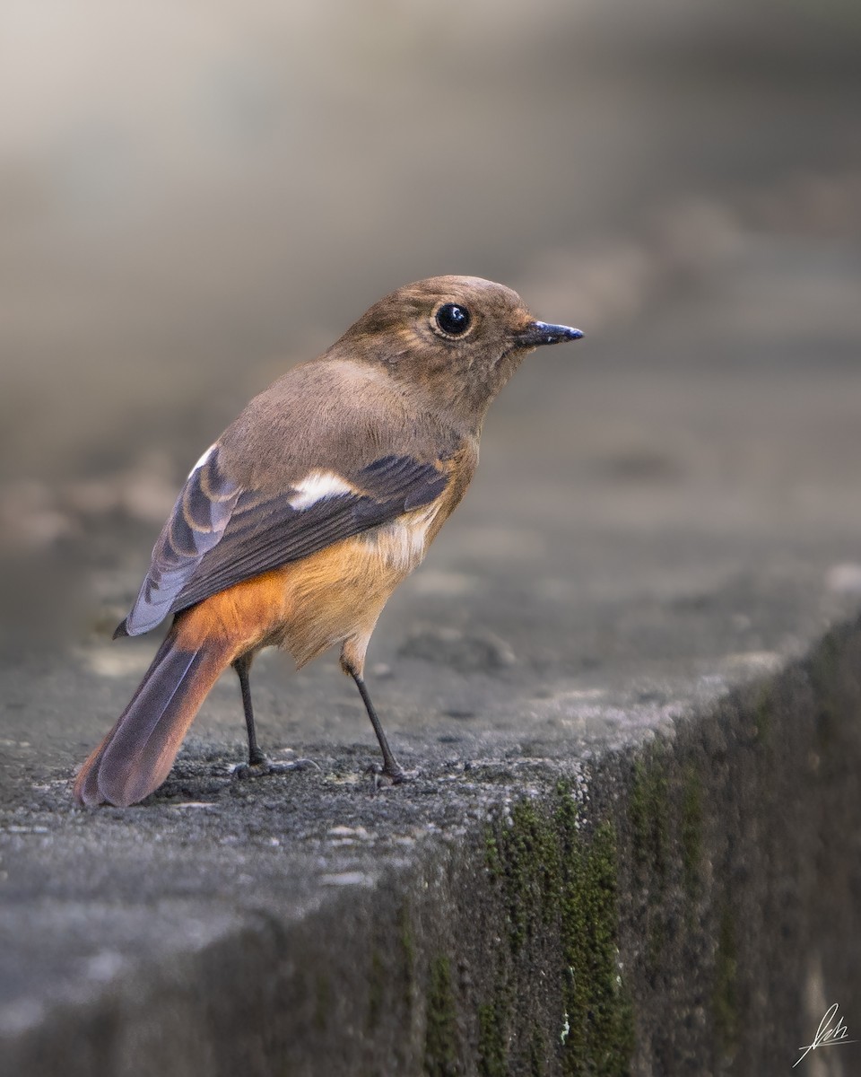חכלילית סיבירית - ML499923611