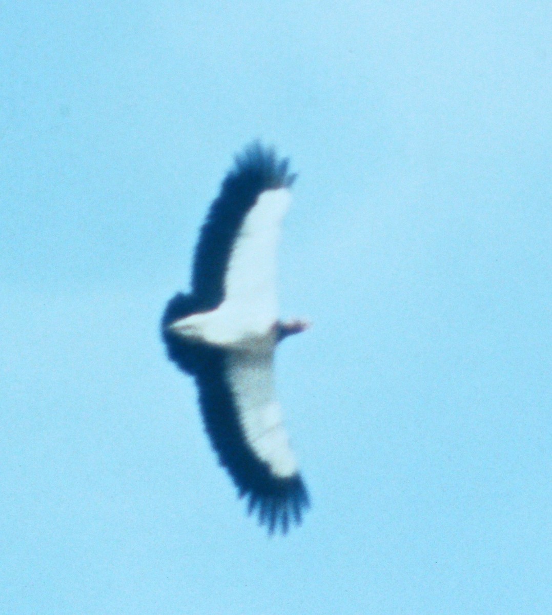 King Vulture - ML49992401