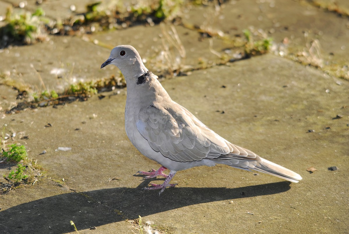 Eurasian Collared-Dove - ML499924811