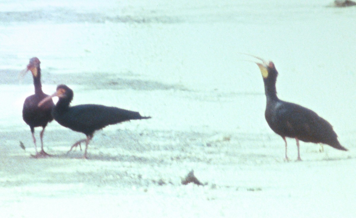 Sharp-tailed Ibis - ML49992541