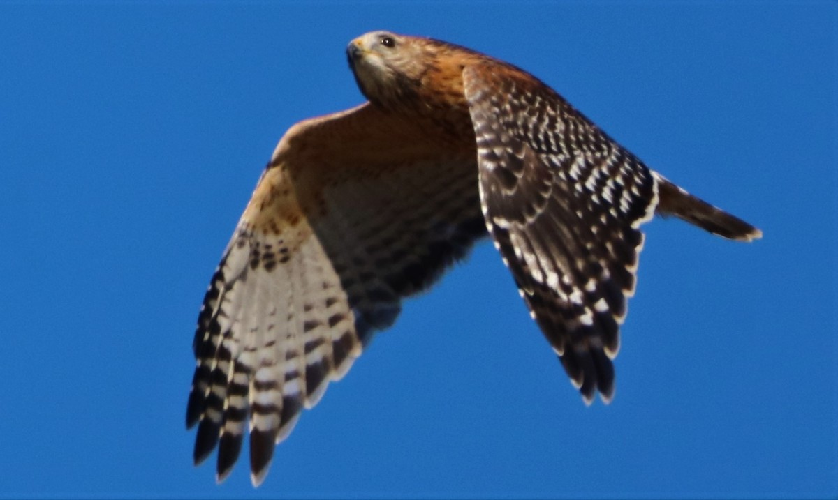 Red-shouldered Hawk - ML499926811