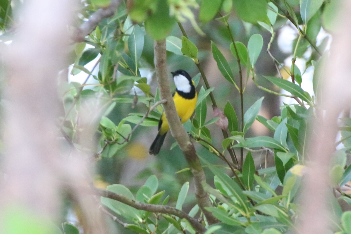 Black-tailed Whistler - ML499931951