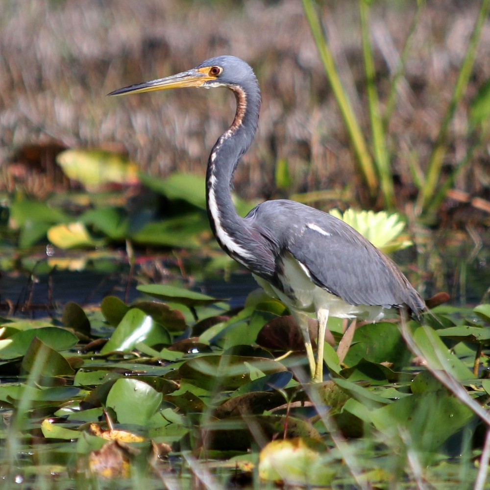 Tricolored Heron - ML499932131