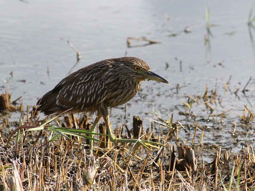 Black-crowned Night Heron - ML499932151