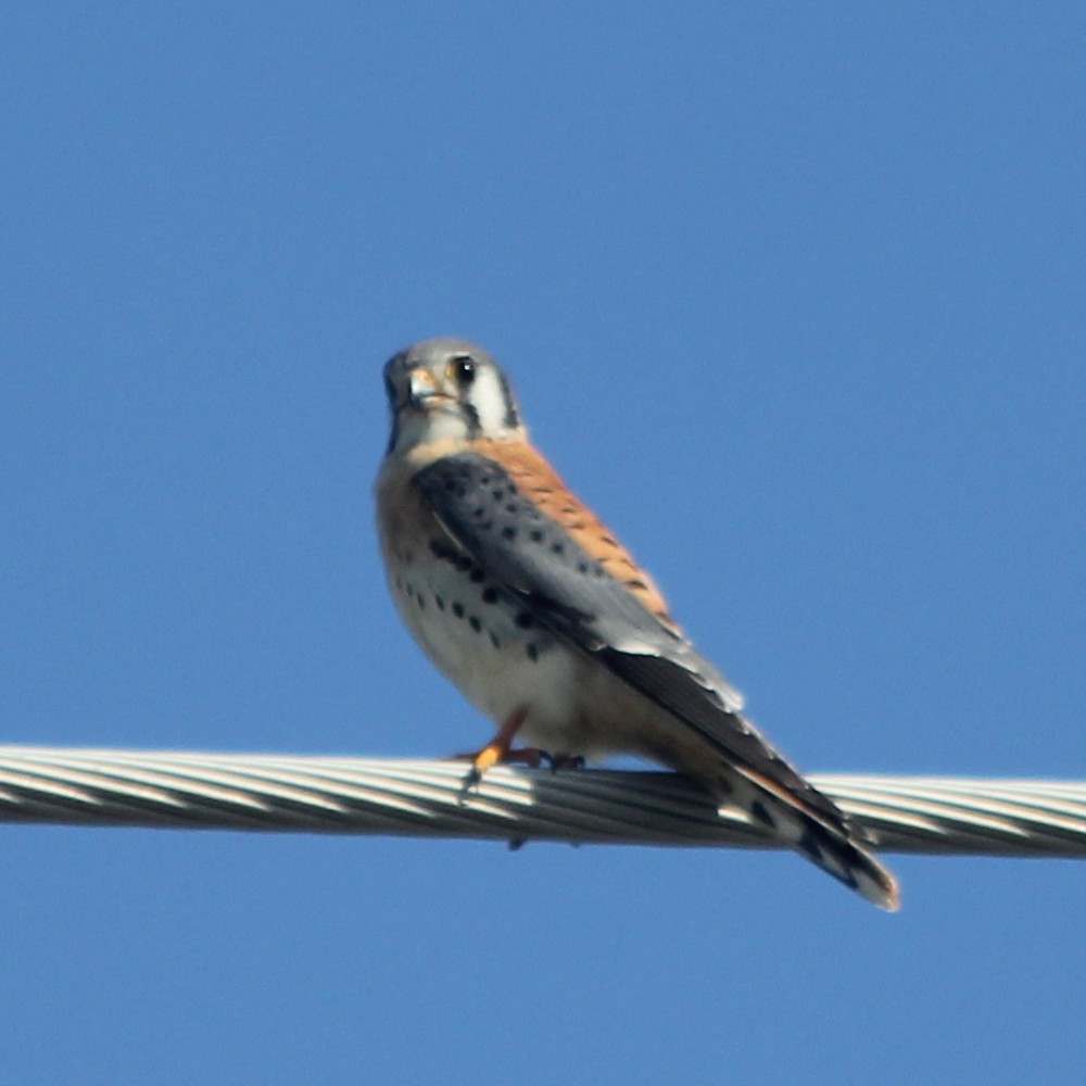 American Kestrel - ML499932181