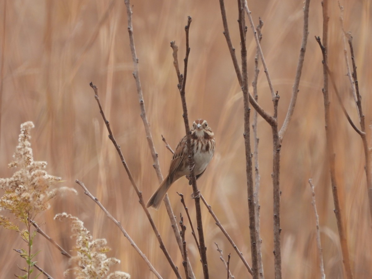 Song Sparrow - Jeff Wallace