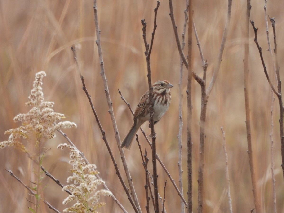 Song Sparrow - ML499932621