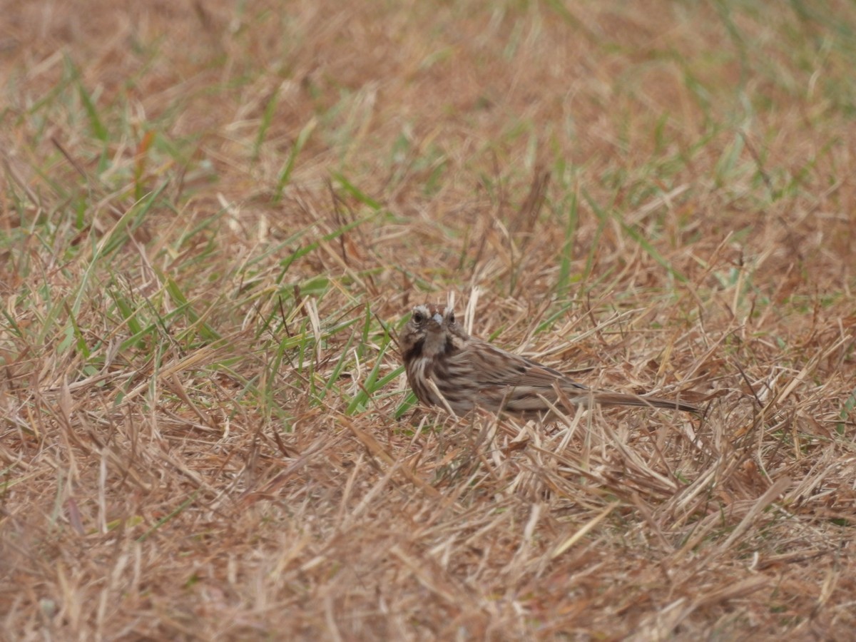 Song Sparrow - ML499932631