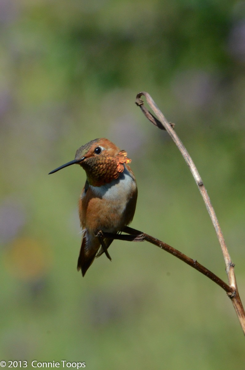 Rufous Hummingbird - ML499932701