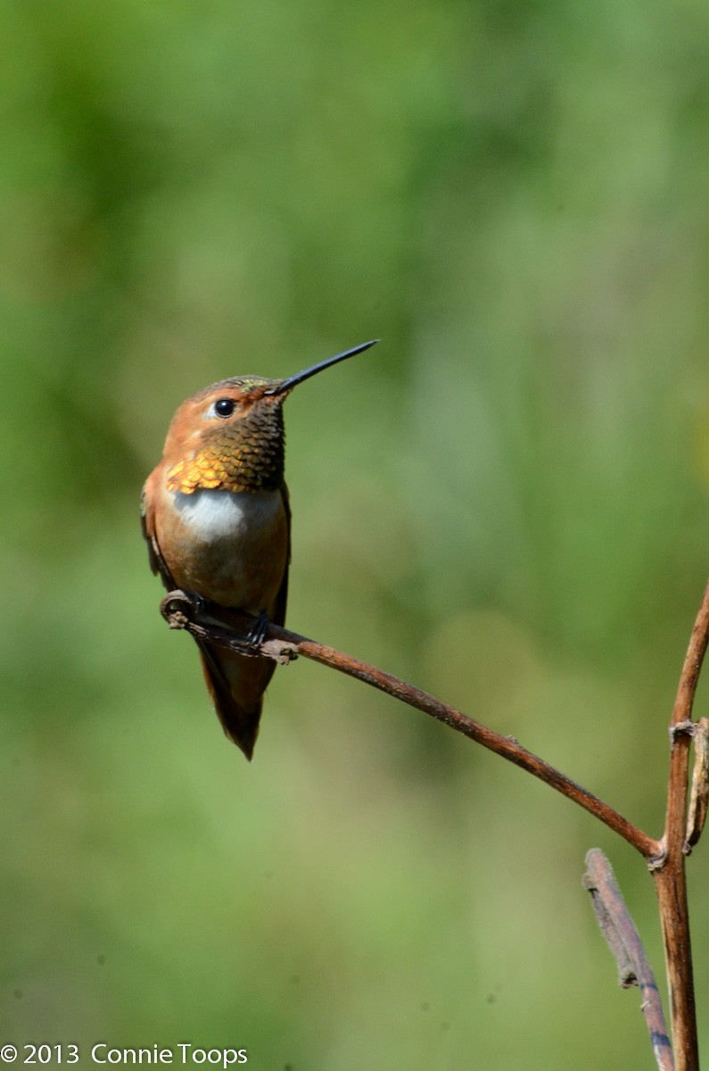 Rufous Hummingbird - ML499932711