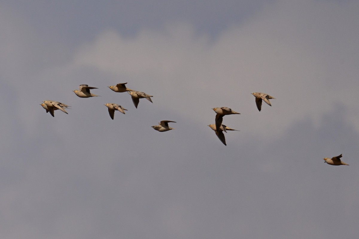 Spotted Sandgrouse - ML499933751