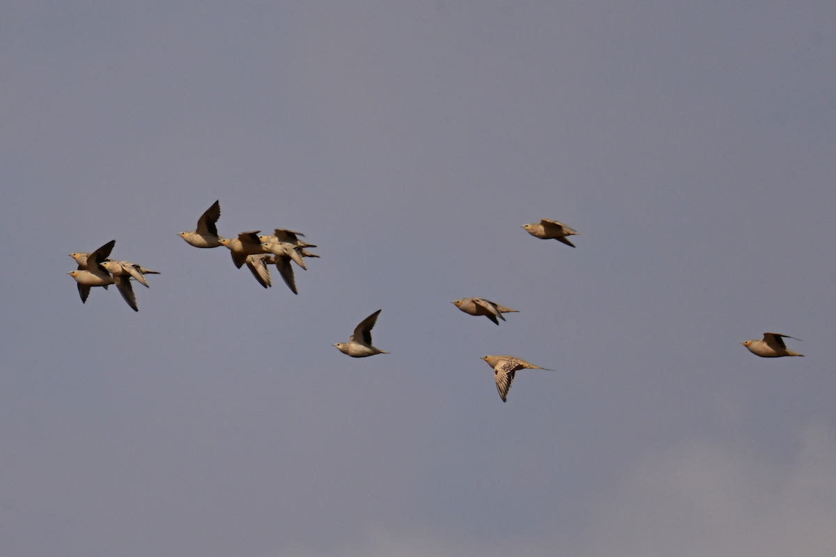 Spotted Sandgrouse - ML499933761