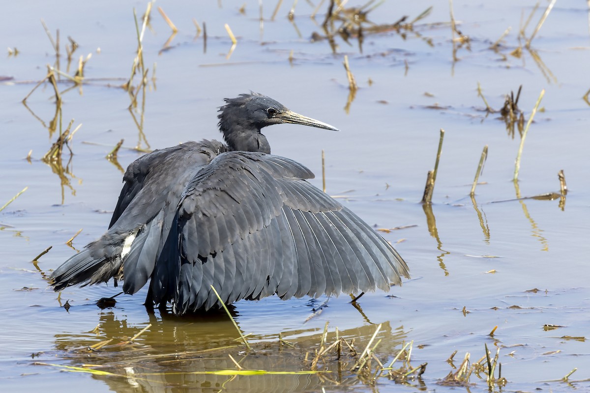 Black Heron - Bradley Hacker 🦜