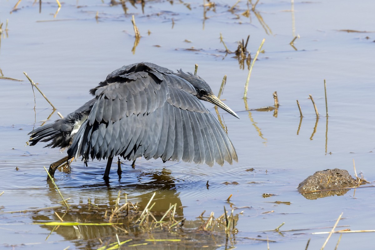 Black Heron - Bradley Hacker 🦜