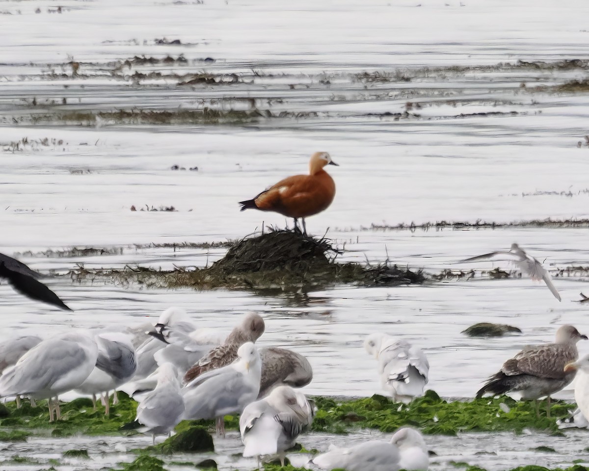 Ruddy Shelduck - ML499935171