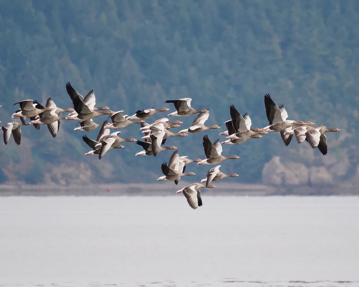 Graylag Goose - John Felton