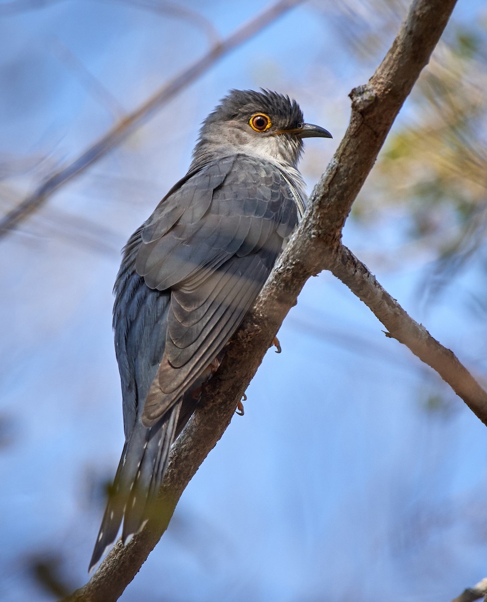 Madagascar Cuckoo - ML499936421