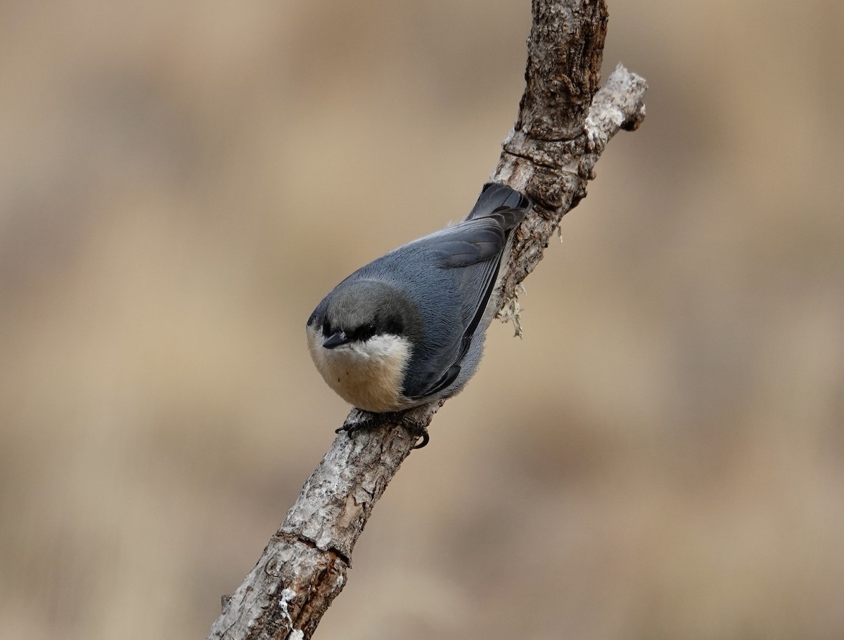 Pygmy Nuthatch - ML499937001